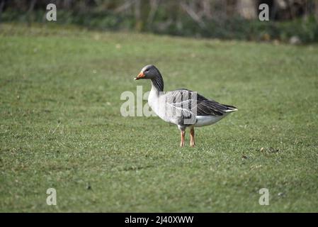 Greylag Goose (Anser anser) in Profilo sinistro a destra dell'immagine in piedi su erba con spazio di copia a sinistra in un giorno di sole in Staffordshire, Regno Unito Foto Stock