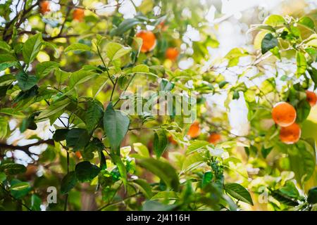 Arance di mandarino mature appese su rami di albero primo piano. Foto ad angolo basso di piccanti mandarini di agrumi che crescono sull'albero Foto Stock