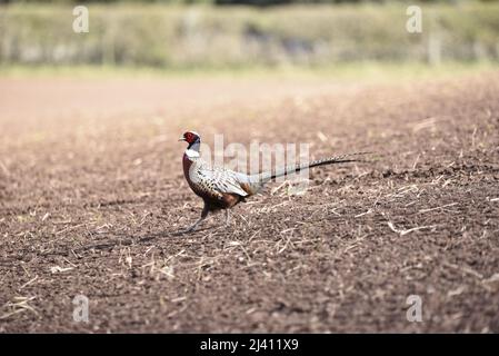 Immagine del profilo di sinistra di un fagiano comune maschile (Phasianus colchicus) che si aggira da destra a sinistra dell'immagine, attraverso il terreno agricolo di Staffordshire in un giorno di sole Foto Stock