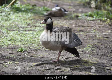 Primo piano, immagine di un'oca di Greylag (Anser anser) x Canada Goose (Branta canadensis) ibrida in piedi su una gamba nel Sole nel Regno Unito Foto Stock