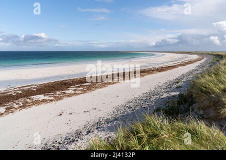 Curva Whitemill Bay a bassa marea, una bella spiaggia di sabbia bianca sostenuta da machair a Sanday nelle Isole Orkney, Scozia. Foto Stock