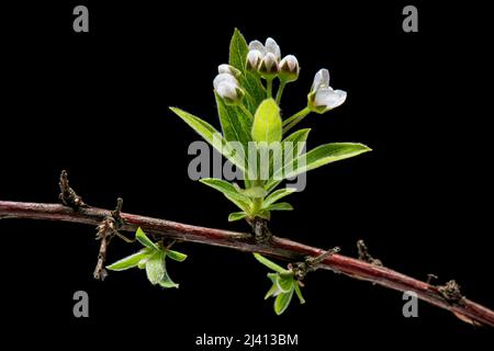 Fiori in fiore di macchia bianca di Spirea isolato su sfondo bianco, primo piano. Foto Stock
