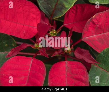 Primo piano di foglie rosse e verdi di Poinsettia, Euphorbia pulcherrima, che crescono nel giardino australiano del Queensland. Foto Stock