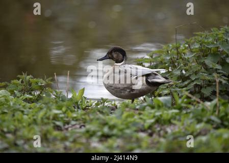 Northern Pintail (Anas acuta) x Gadwall (Anas strepara) Duck ibrido a destra dell'immagine guardando a sinistra dell'immagine, in piedi sul prato contro sfondo del lago Foto Stock