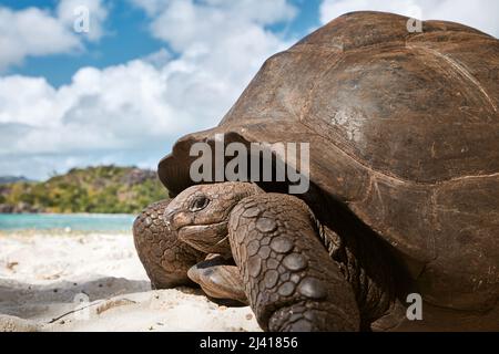 Tartaruga gigante di Aldabra sulla spiaggia di sabbia. Primo piano di una grande tartaruga alle Seychelles. Foto Stock