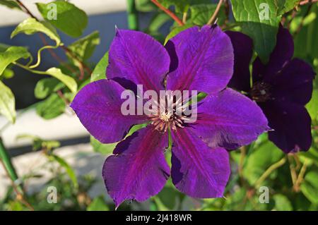 Clematis fiore con grandi petali viola scuro su sfondo verde nei giorni estivi Foto Stock