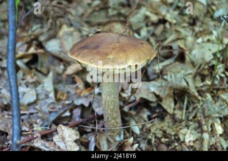 Il boleto edulis con un cappello marrone e gambo bianco cresce nei boschi in autunno Foto Stock