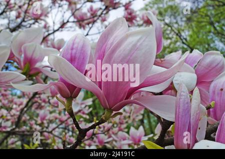 Magnolia ramo con grandi fiori e boccioli con petali pinkish-bianco su un albero nel parco in una giornata di primavera Foto Stock