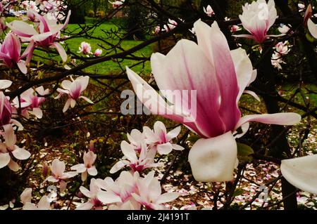 Magnolia ramo con grandi fiori e boccioli con petali pinkish-bianco su un albero nel parco in una giornata di primavera Foto Stock