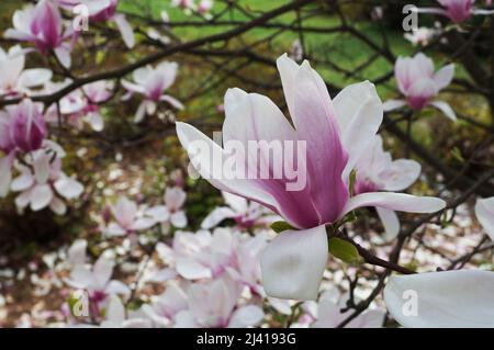 Magnolia ramo con grandi fiori e boccioli con petali pinkish-bianco su un albero nel parco in una giornata di primavera Foto Stock