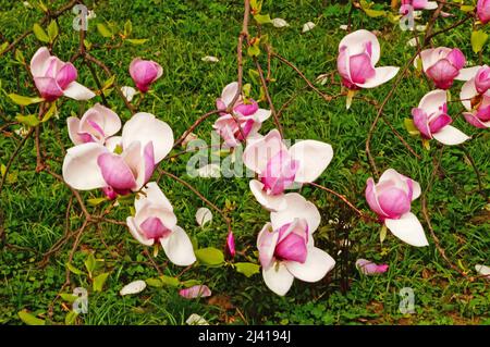 Magnolia ramo con grandi fiori e boccioli con petali pinkish-bianco su un albero nel parco in una giornata di primavera Foto Stock