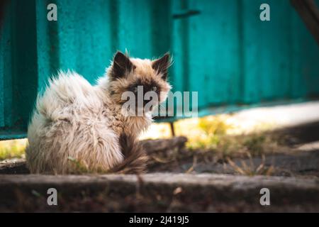Gattino randagio in forte vento sulla strada. Cute homeless animali concetto sfondo Foto Stock
