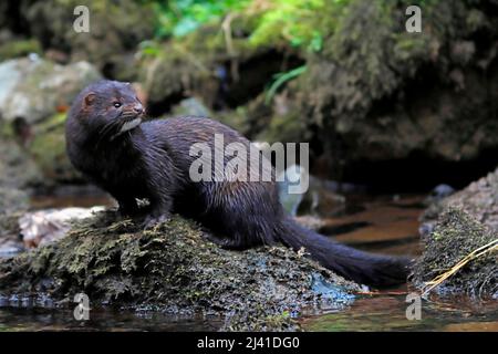 MINK (Neovison Vison o Mustela Vison) si trovava su una roccia ai margini di un fiume, Regno Unito. Foto Stock