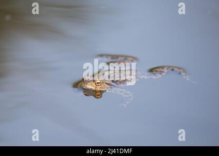 Toad in un laghetto a Timble Ings, vicino a Fewston Reservoir, Harrogate, North Yorkshire Foto Stock