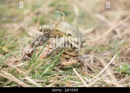 Rospo di accoppiamento a Timble Ings, vicino a Fewston Reservoir, Harrogate, North Yorkshire Foto Stock