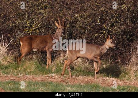 CAPRIOLO (Capreolus capreolus) maschio (buck) e femmina (doe) foraging in la mattina presto, Regno Unito. Foto Stock