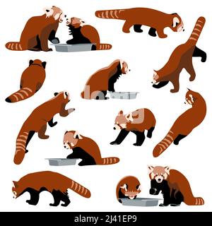 Set di panda rossi collezione di bearcats in diverse pose mangiare, camminare, sedersi, vista frontale, laterale e posteriore, caratteri animali piatti su sfondo bianco illustrazione vettoriale per carte, libro per bambini, poster Illustrazione Vettoriale
