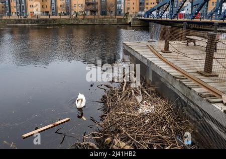 Water of Leith, Edimburgo, Scozia, Regno Unito, 11th aprile 2022. Cigno nido in detriti: Un cigno muto ha costruito un nido dai detriti e rifiuti che si raccoglie alla foce del fiume vicino al vecchio ponte di altalena in ghisa, Victoria Bridge sulla riva di Leith Foto Stock