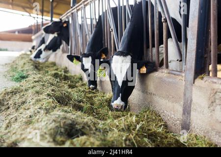 mucche bianche e nere che masticano erba in stalla in fattoria Foto Stock