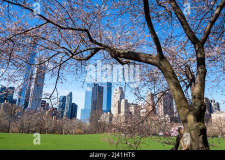 Guardando attraverso Cherry Blossom verso lo skyline della città in Central Park a Manhattan New York City, USA Foto Stock