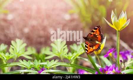 Sfondo sfocato con un tulipano in luce rosa e una farfalla arancione seduta su un fiore. Fuoco selettivo, il concetto di primavera Foto Stock