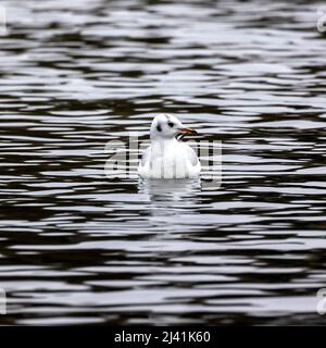 Gabbiano a testa nera o europeo sul lago Helston Boating, Cornovaglia Foto Stock