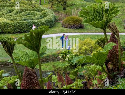 National Trust Glen Durgan Gardens sull'Helford nel mese di aprile Foto Stock