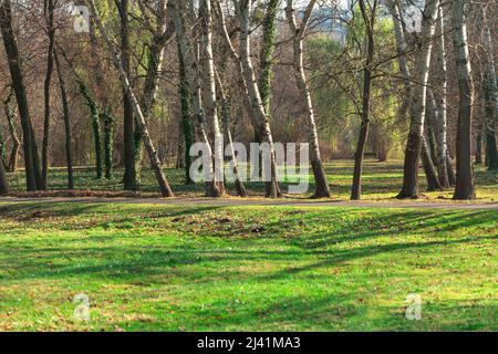 Fila di alberi nel parco. I pioppi in primavera . Tronchi di albero e prato verde Foto Stock