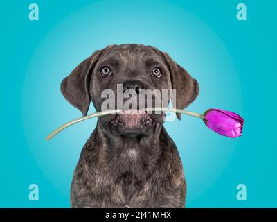 Colpo di testa di carino brindle cane cane cane cane cane corso cucciolo, seduto di fronte. Guardando verso la fotocamera con il fiore viola falso in bocca. Isolato su un solido Foto Stock