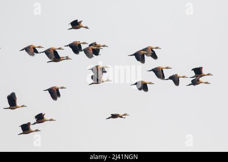 Immagine del gregge minore anatra fischiante (Dendrocygna javanica) che vola nel cielo. Uccello. Animali. Foto Stock