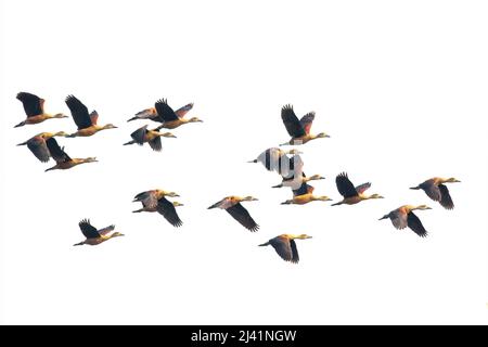 Immagine del gregge minore anatra fischiante (Dendrocygna javanica) che vola nel cielo. Uccello. Animali. Foto Stock