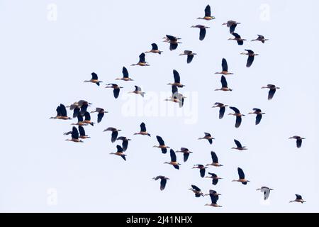 Immagine del gregge minore anatra fischiante (Dendrocygna javanica) che vola nel cielo. Uccello. Animali. Foto Stock