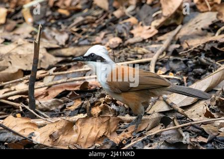 Immagine dell'uccello bianco-crested di Laughingthrush sullo sfondo della natura. Animali. Foto Stock