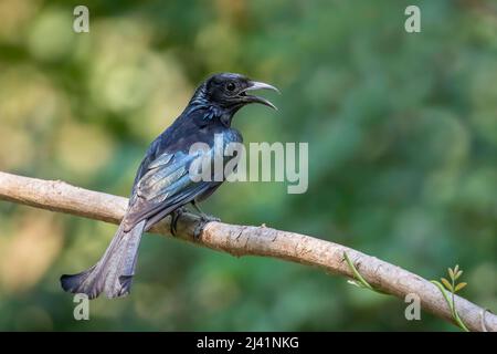 Immagine di capelli crested drongo uccello su un ramo albero su sfondo naturale. Animali. Foto Stock