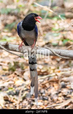 Immagine di rosso uccello di Magpie blu fatturato su un ramo di albero su sfondo naturale. Animali. Foto Stock