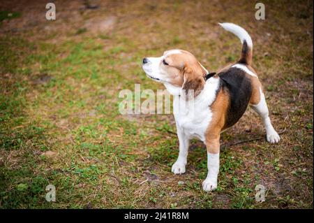 Hound Beagle a piedi nel parco autunnale Foto Stock