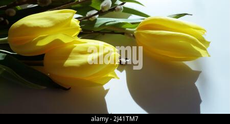 biglietto d'auguri di primavera con tre tulipani gialli con luce solare le punte e alcuni katkins salice - copia spazio close up Foto Stock