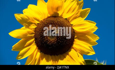 Fiore di girasole da vicino. Il conflitto ucraino crea un'emergenza per l'olio di girasole. Guasti del prodotto imminenti. Produzione di olio di girasole Foto Stock