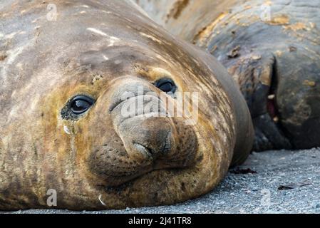 Sigillo di elefante meridionale (Mirounga leonina) che poggia su una spiaggia di Walker Bay, Livingston Island, South Shetland Islands, Antartide Foto Stock