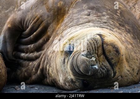 Sigillo di elefante meridionale (Mirounga leonina) che si stira su una spiaggia di Walker Bay, Livingston Island, South Shetland Islands, Antartide Foto Stock