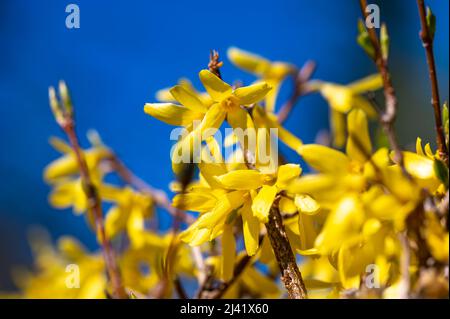 Particolare dei fiori gialli di una forsita contro un cielo blu. Foto Stock