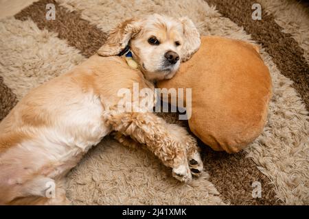 Adorabile spaniello cocker americano si trova con la testa poggiata su un cuscino Foto Stock