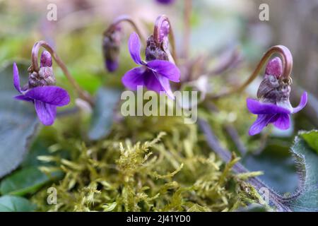 Viola selvaggio nel campo, viola con petali delicati, foglie verdi e muschio, , violetti fioriti , macro fiori primaverili, bellezza Foto Stock