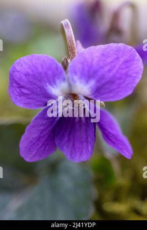 Viola selvaggio nel campo, viola con petali delicati, viola fiorente, fiori primaverili macro, bellezza nella natura, testa di fiore, floreale Foto Stock