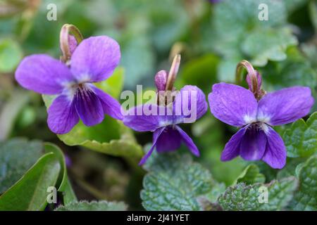 Viola selvaggio nel campo, viola con petali delicati, viola fiorente, fiori primaverili macro, bellezza nella natura, testa di fiore, floreale Foto Stock