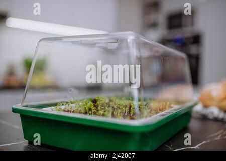 Piante giovani cresciute da semi in mini serra a casa. Foto Stock