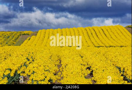 KINNEFF STONEHAVEN SCOZIA FARMLAND UN CIELO TEMPESTOSO E CAMPI DI NARCISI D'ORO IN PRIMAVERA Foto Stock