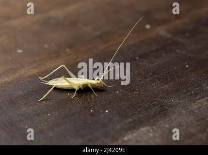 Focus selettivo su campione isolato, maschio di Oecanthus pellucens, nome comune è cricket italiano albero, sfondo legno Foto Stock