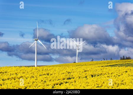 KINNEFF STONEHAVEN SCOZIA FARMOSA CIELO BLU CAMPO DI NAFFODILS E DUE TURBINE EOLICHE IN PRIMAVERA Foto Stock