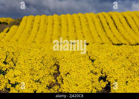 KINNEFF STONEHAVEN SCOZIA TERRENI AGRICOLI NUVOLE TEMPESTOSE E CAMPI DI NARCISI D'ORO IN PRIMAVERA Foto Stock